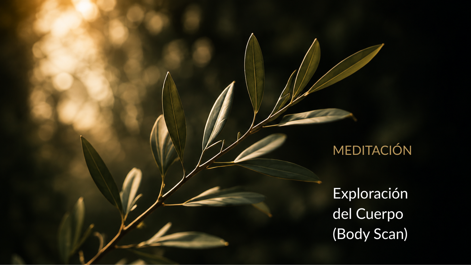 Exploración del cuerpo
